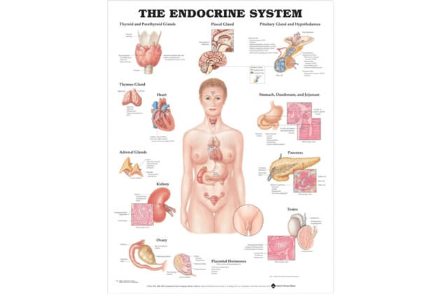 Az ember endokrin rendszere 50,8x66cm