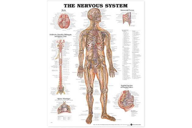 Az emberi test idegrendszere 50,8x66cm