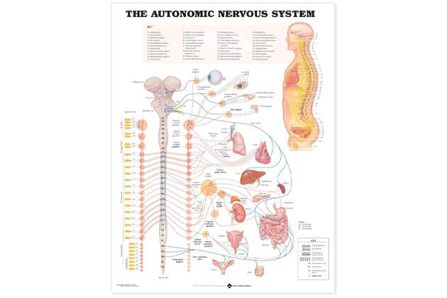 Vegetatív idegrendszer 50,8x66cm